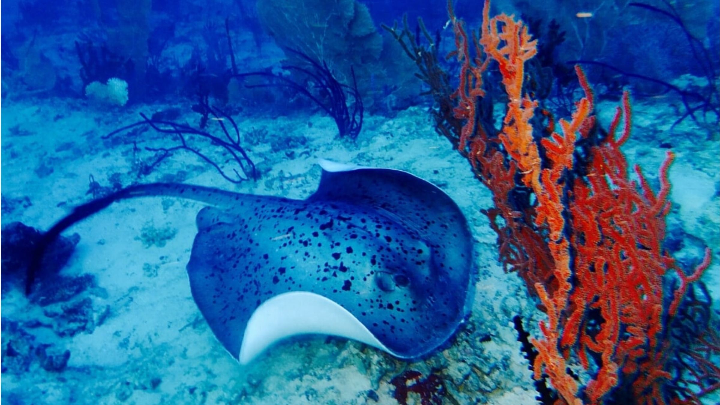 Underwater beauty