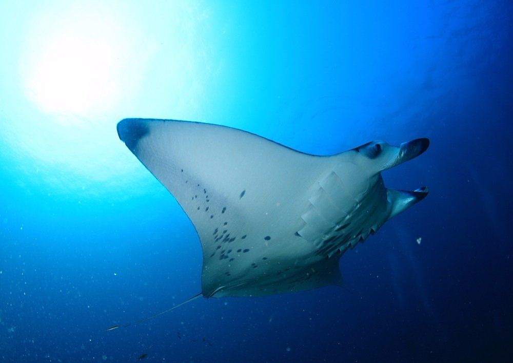 Marine Biologist